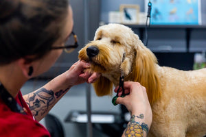 The Significance of Regular Grooming for Your Pets